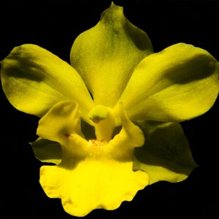 Arquivos Orquídea Cyrtopodium - Cooperorchids Orquidário