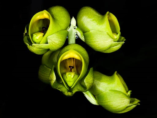 Catasetum planiceps - Cooperorchids Orquidário