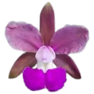 Cattleya bicolor x walkeriana