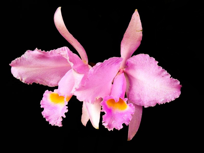 Cattleya trianae concolor - Cooperorchids Orquidário