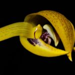 Bulbophyllum-dearei-R-6000-em-condições-de-florescer-em-sua-respectiva-estação