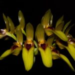 Bulbophyllum-graveolens-R-5400-em-condições-de-florescer-em-2-3-anos