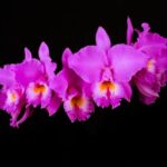 orquidea-cattleya-labiata-concolor-x-alba-D_NQ_NP_625306-MLB31593301093_072019-F (1)