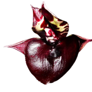 Catasetum joão stivalli x dupliciscutula