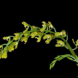 Gomesa recurva