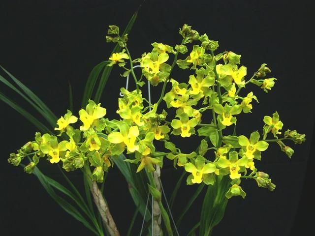 Cyrtopodium glutiniferum - Cooperorchids Orquidário