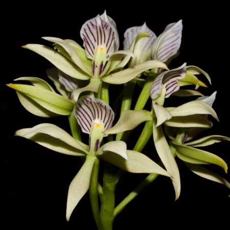 Arquivos Orquídeas diversas - Cooperorchids Orquidário