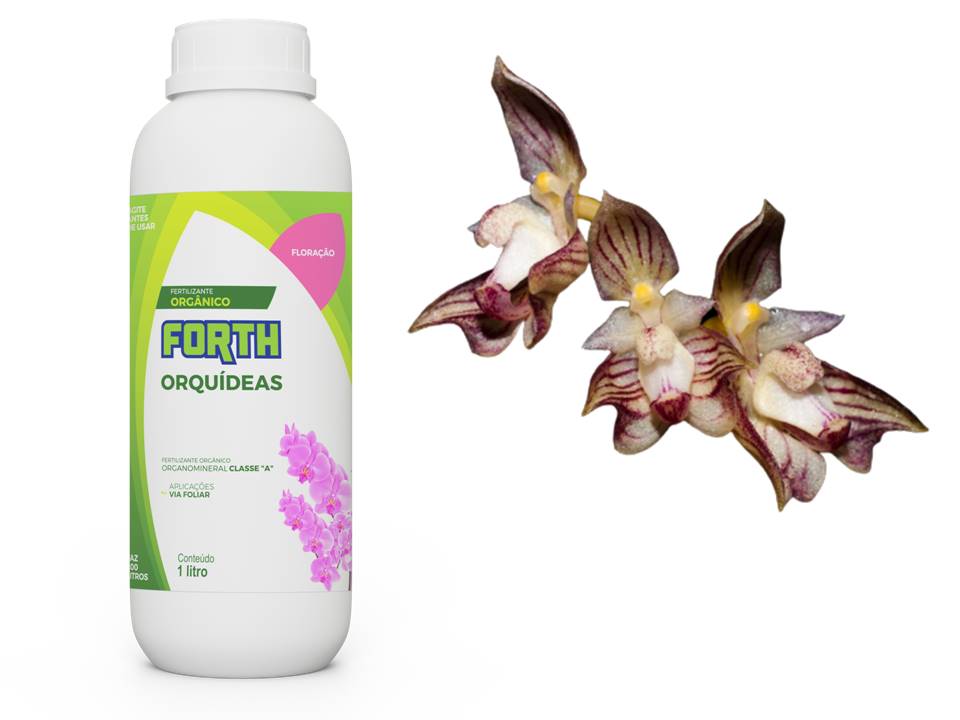 Compre e ganhe Fertilizante Forth floração 1 litro e ganhe 3 unidades de  Bulbophyllum ambrosia - Cooperorchids Orquidário
