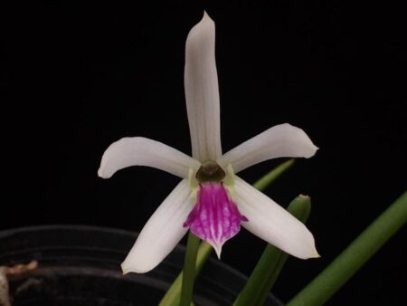 Leptotes bicolor - Cooperorchids Orquidário