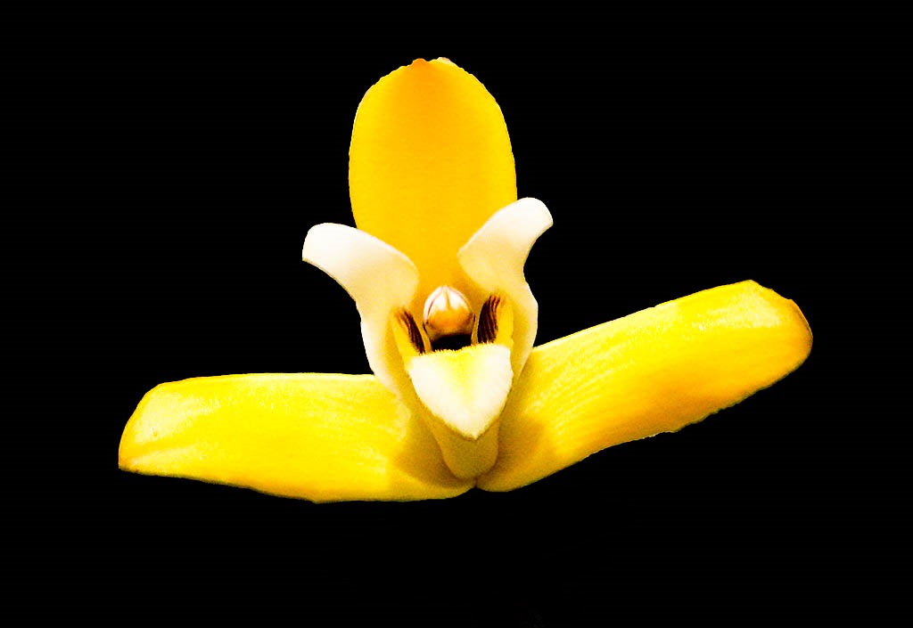 Cooperorchids Orquidário | O maior e-commerce de bulbos e mudas