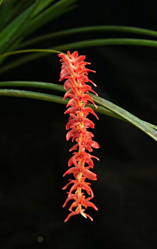 Dendrochilum-wenzelii-flor