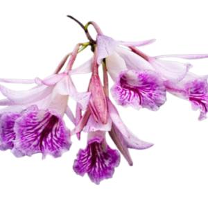 Broughtonia Negrilensis