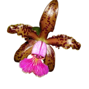 Cattleya aclandiae x schilleriana