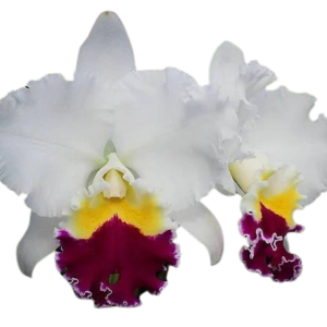 BLC.Melody Fair Carol x Mike Nagata