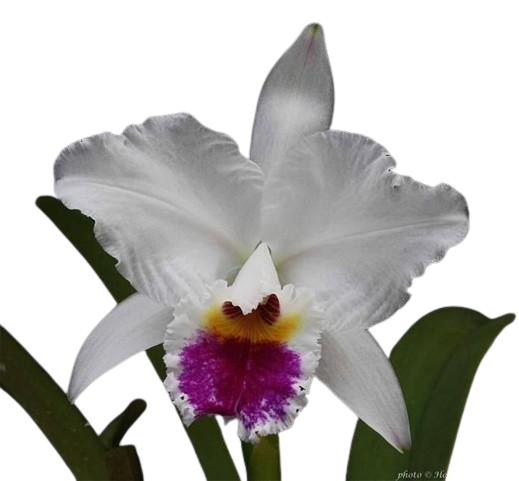 CATTLEYA_labiata_var_semi-alba-removebg-preview