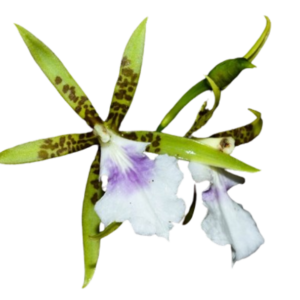 Aspasia Lunata