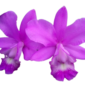 Cattleya Dolosa ( loddigesii "pelorica " x walqueriana )