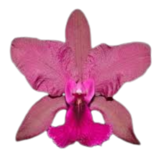 Cattleya bicolor x Cattleya aurantiaca