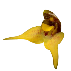 Dryadela aviceps