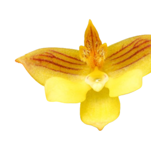 Polystachya pubescens