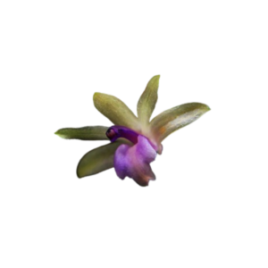 Scaphyglotis violacea